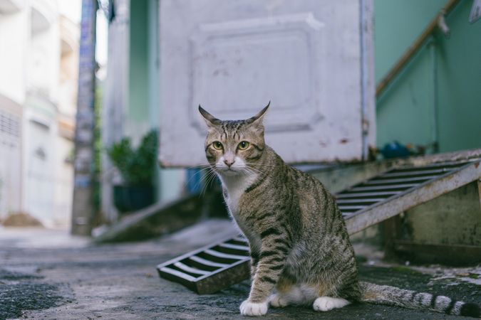 Cat On Street Near White Door Photo