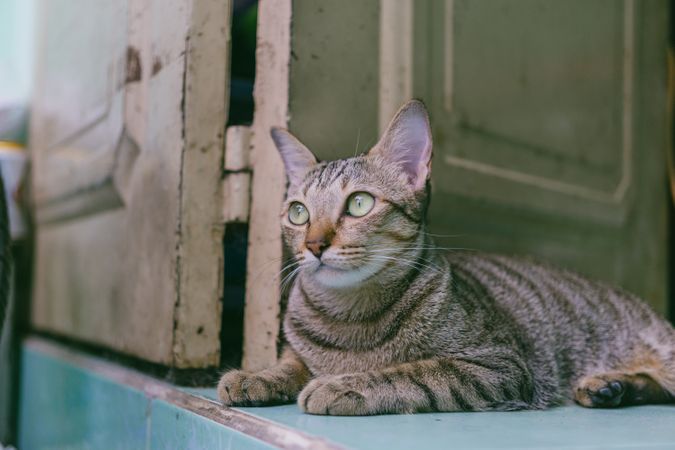 Cat Seating Near Door Photo