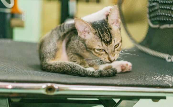 Cat Setting On Chair At Office Photo