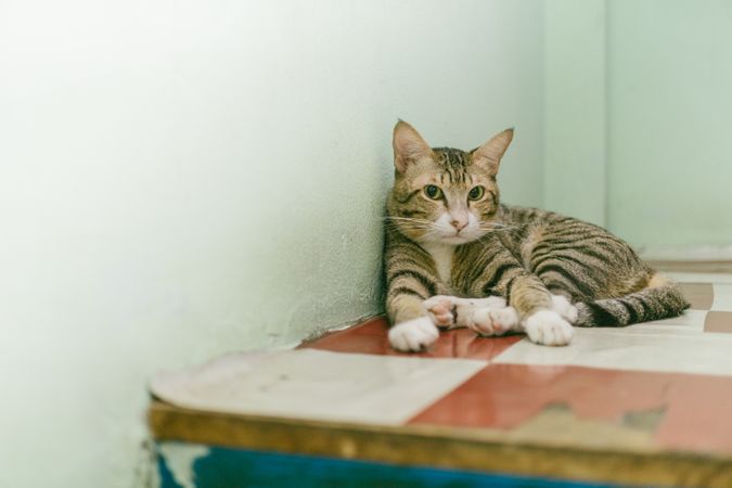 Cat Setting On Red And White Floor Photo