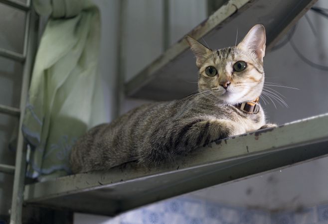 Cat Siting On Table Photo