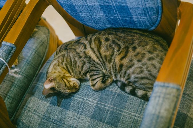 Cat Sleeping On Blue Wooden Chair Photo