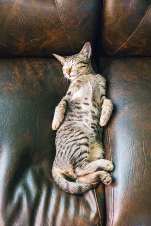 Cat Sleeping On Brown Couch Photo