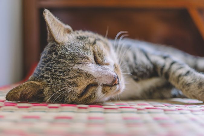 Cat Sleeping On Mat Photo