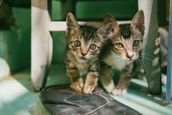 Cat Standing On Black Leather Sandal With Innocent Eyes Photo
