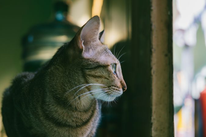 Cat Waching Outside The Window Photo