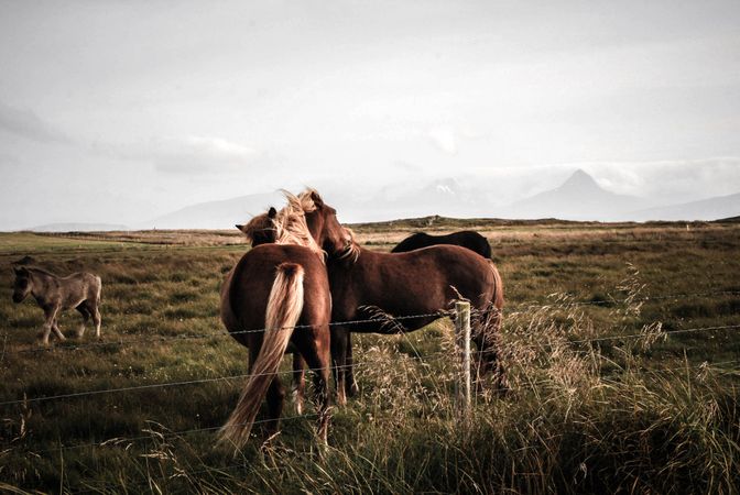 Cavalry Horses Photo