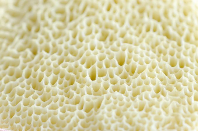 Close Up Of Back Amanita Muscaria Photo