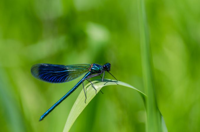 Close-up Of Damselfly Photo