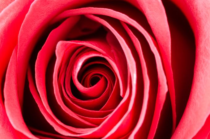 Close Up Of Red Rose Photo