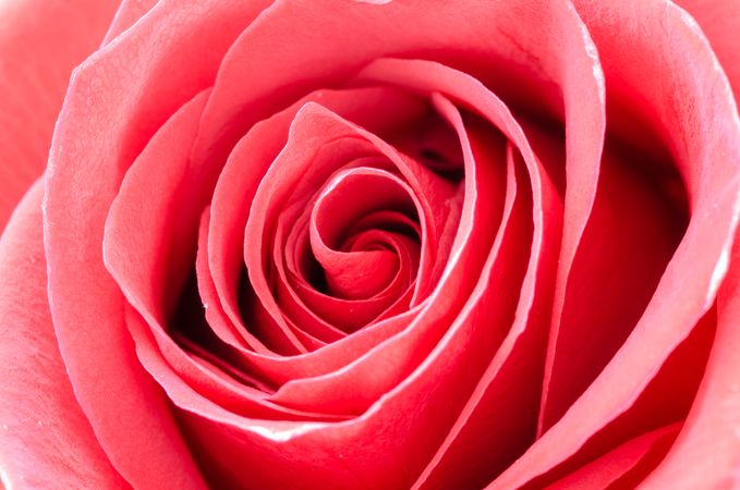 Close Up Of Red Rose Photo