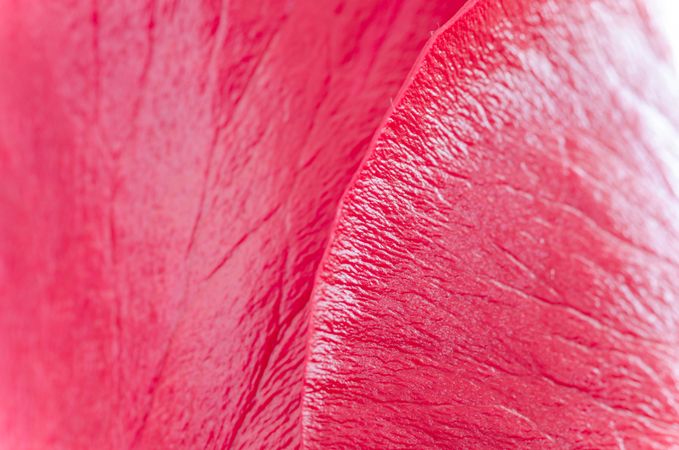 Close Up Of Red Rose Photo