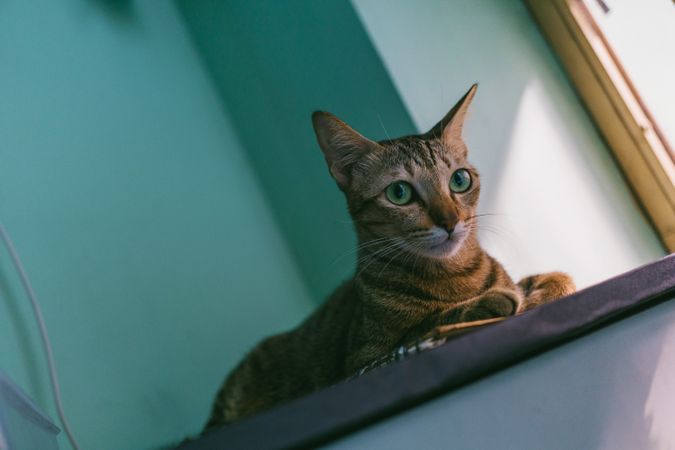 Close-up Photo Of A Cat Photo