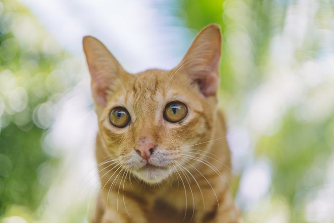 Close Up Photo Of Gold Tabby Cat Photo