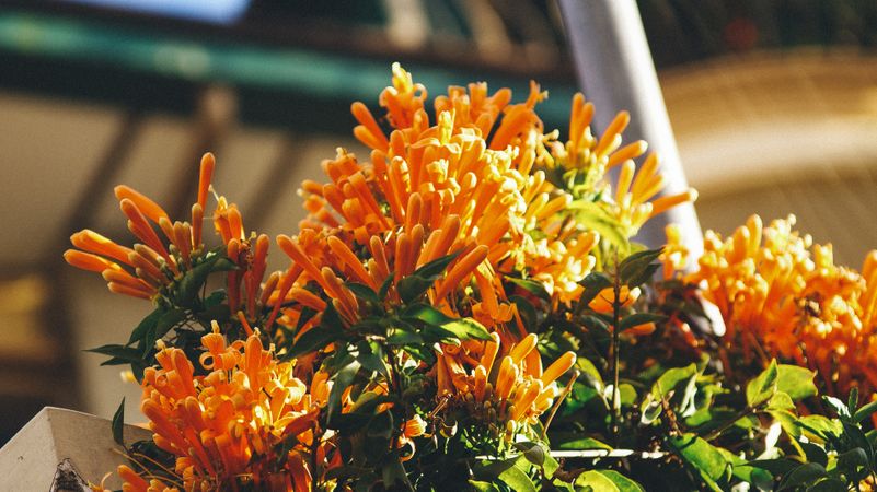 Close Up Photo Of Orange Petaled Flower Photo