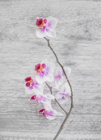 Close Up Photo Of White And Pink Moth Orchid Flowers Photo