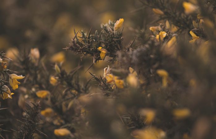 Close Up Photo Of Yellow Flower Photo