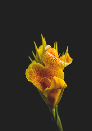 Close-Up Photography Of A Yellow Flower In Black Background Photo
