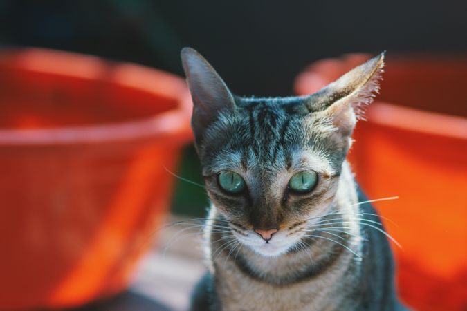 Close-up Photography Of Brown Cat Photo