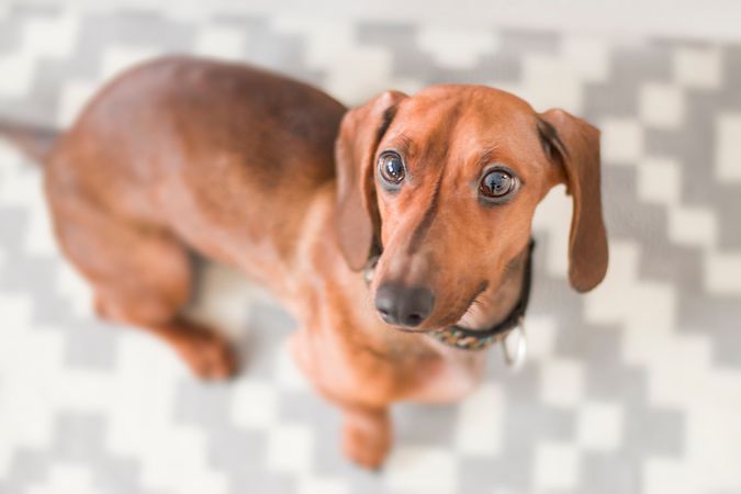 Close-up Photography Of Dachshund In House Photo
