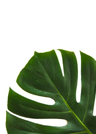 Close-up Photography Of Green Leaf Photo