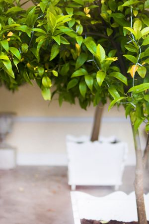Close-Up Photography Of Potted Plant Photo