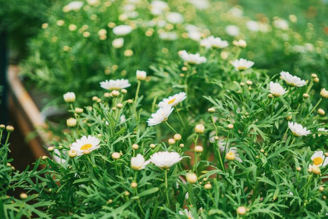 Close-Up Photography Of White Flowers Photo