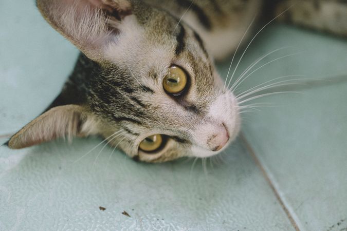 Closeup Photo Of Cat Face Photo