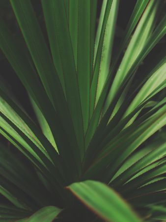Closeup Photo Of Green Plant Photo