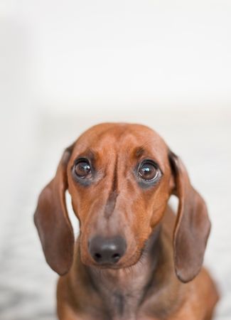 Closeup Photo Of Red Dachshund Photo