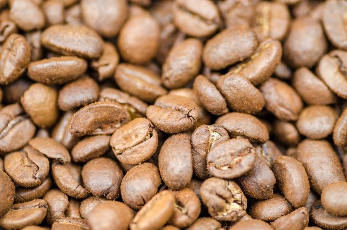 Coffee Beans Photo