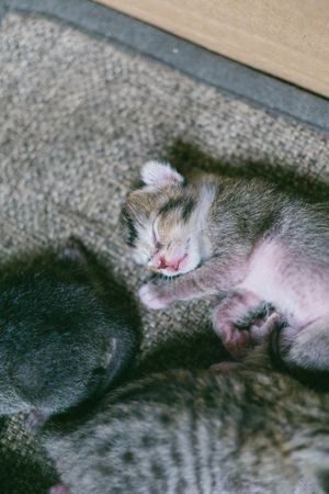 Cute Little Cat Sleeping Photo