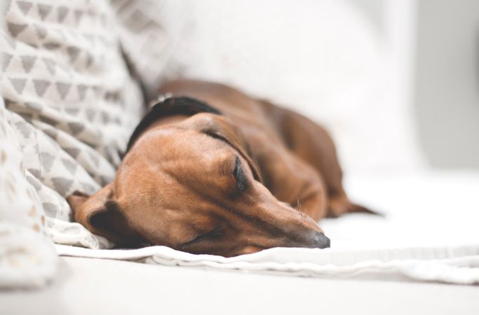 Dachshund Dog Sleeping On Couch Photo