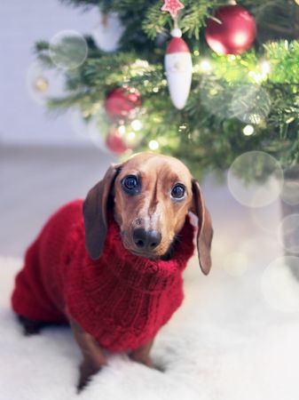 Dachshund Dog Wearing A Red Sweater For Christmas Celebration Photo