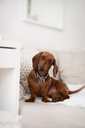 Dachshund On Bed Photo