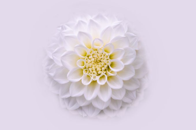 Dahlia Flower Photo
