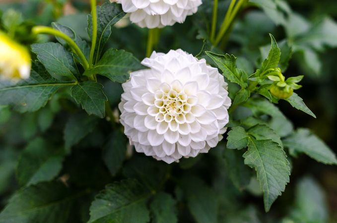 Dahlia On Plant Photo