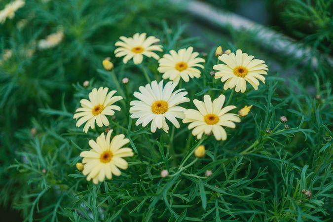 Daisy Flower Surrounded By Grass Photo