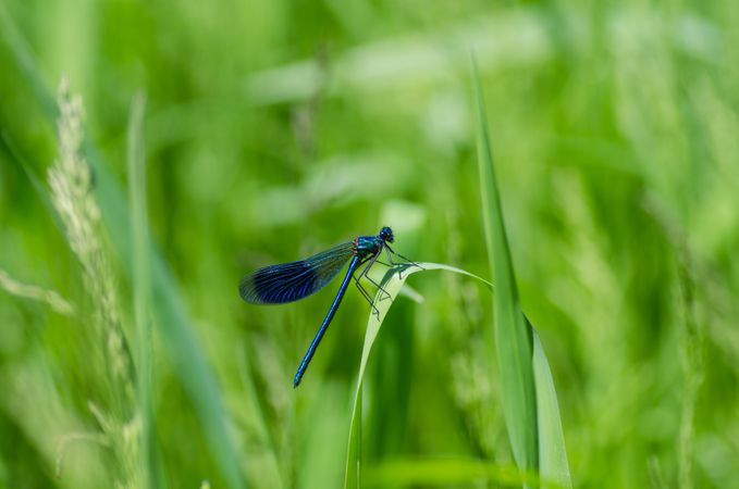 Damselfly On Green Grass Photo