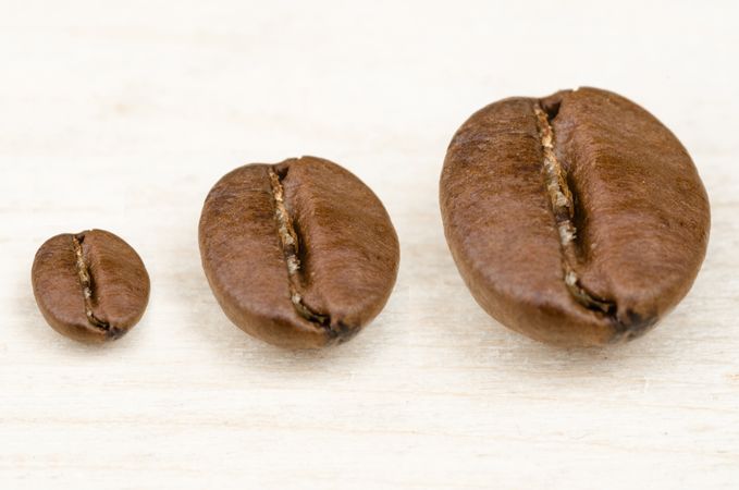 Different Size Of Coffee Beans Photo