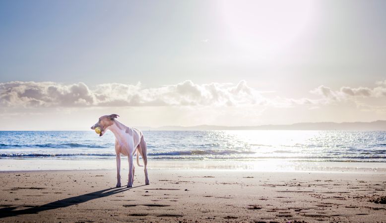 Dog Playing On Beach Photo
