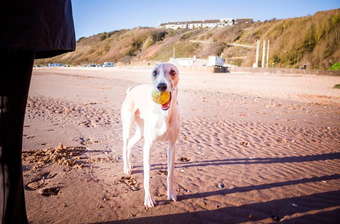 Dog Playing With Ball On Beach Photo
