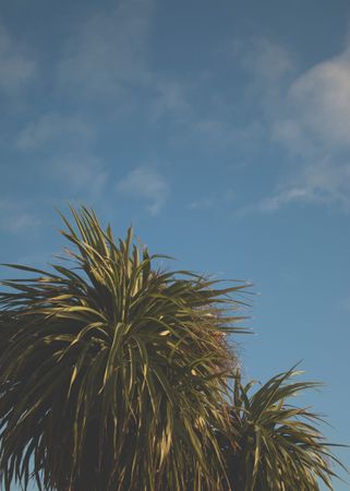 Down Angle Photography Of Palm Treee Photo