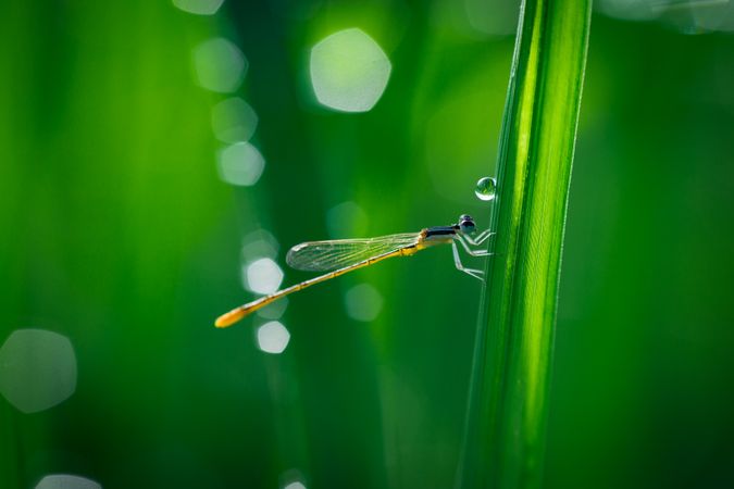 Dragonfly On Leaf Near Water Drop Photo