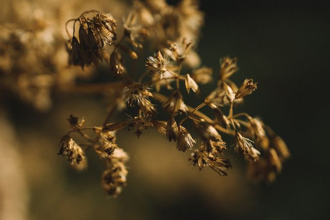 Dry Flowers Photo