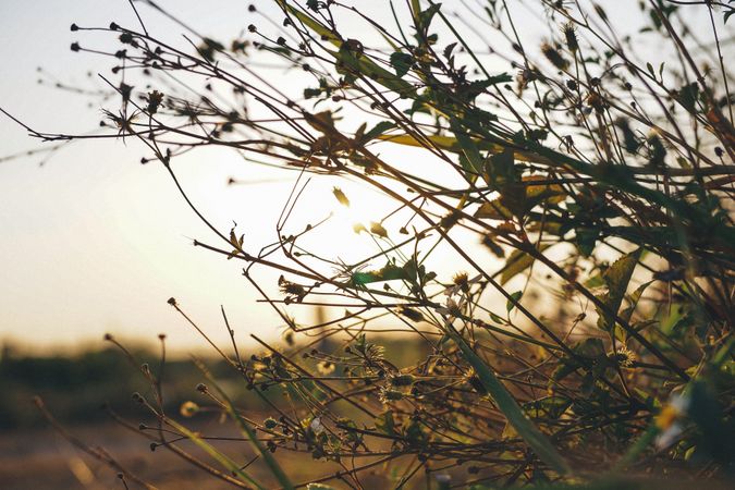Dry Plants Photo