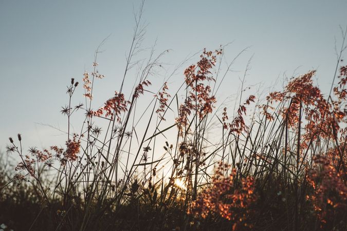 Dry Tall Plants Photo