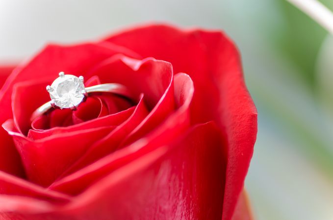 Engagement Ring On Red Rose Photo