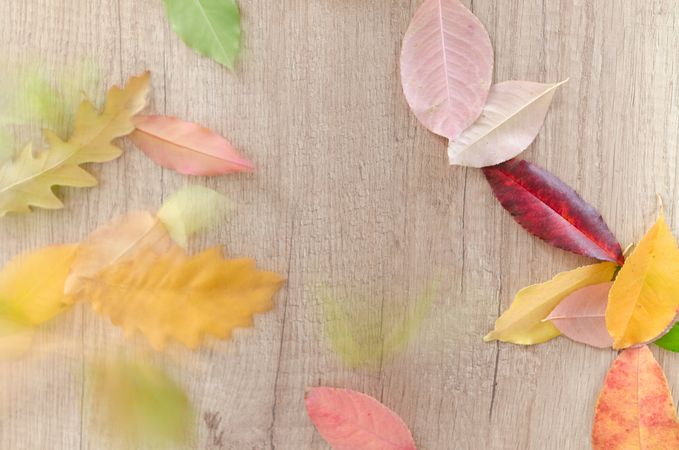 Falling Autumn Leaves Photo
