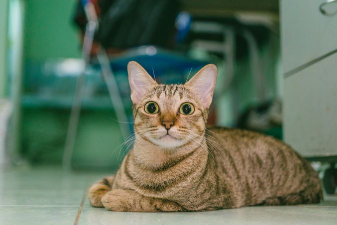 Fatty Cat Sitting In Home Photo